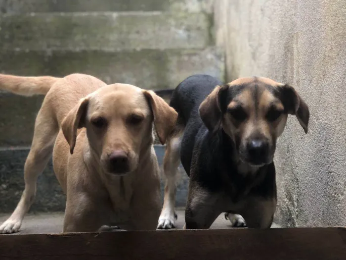 Cachorro ra a Ambos labrador idade 6 ou mais anos nome Betoven belinha