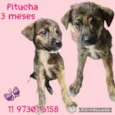 Pitucha