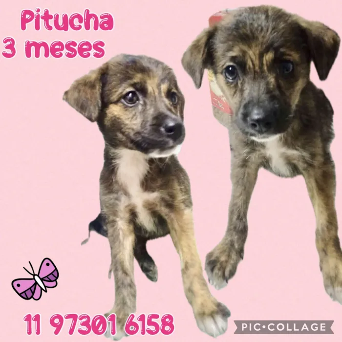 Cachorro ra a Srd idade 2 a 6 meses nome Pitucha