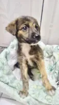 Pitucha