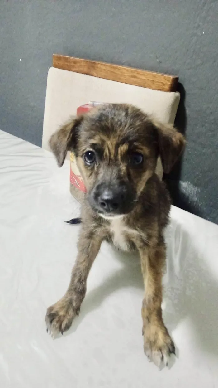 Cachorro ra a Srd idade 2 a 6 meses nome Pitucha