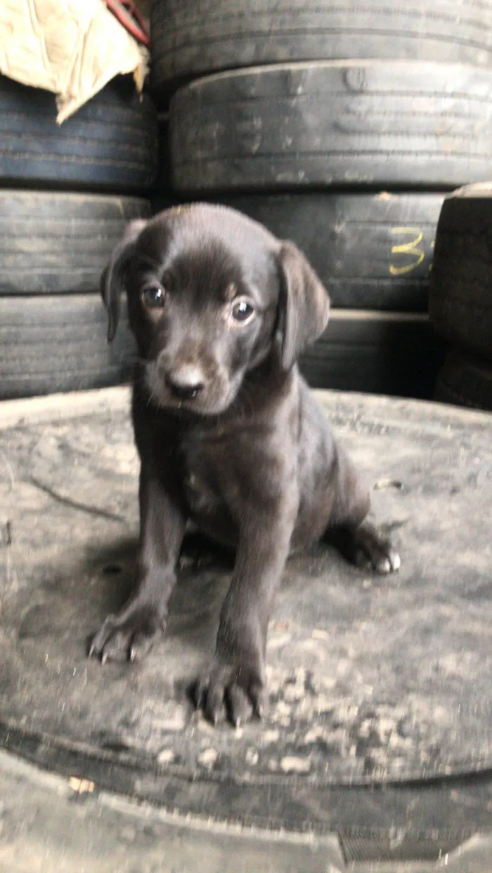 Cachorro ra a Srd idade Abaixo de 2 meses nome Filhotes resgatados para adoção 