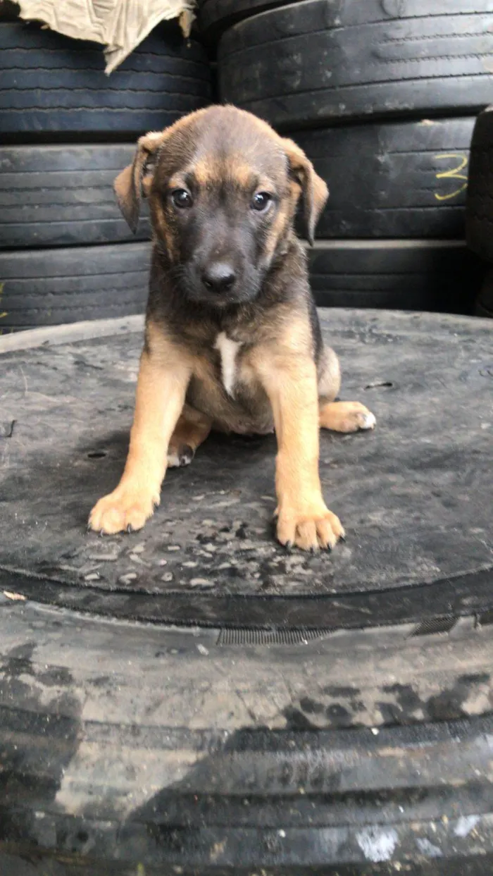 Cachorro ra a Srd idade Abaixo de 2 meses nome Filhotes resgatados para adoção 