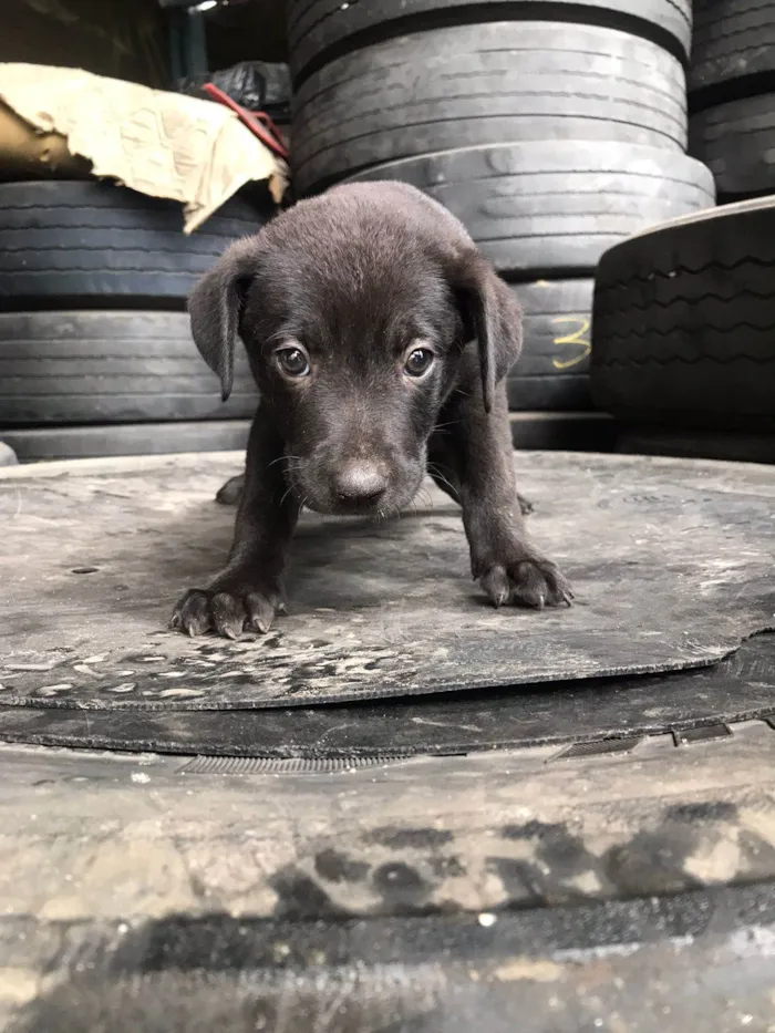Cachorro ra a Srd idade Abaixo de 2 meses nome Filhotes resgatados para adoção 