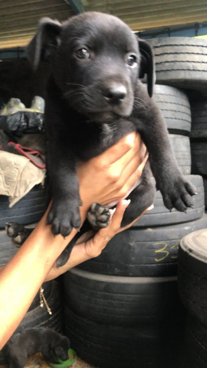Cachorro ra a Srd idade Abaixo de 2 meses nome Filhotes resgatados para adoção 