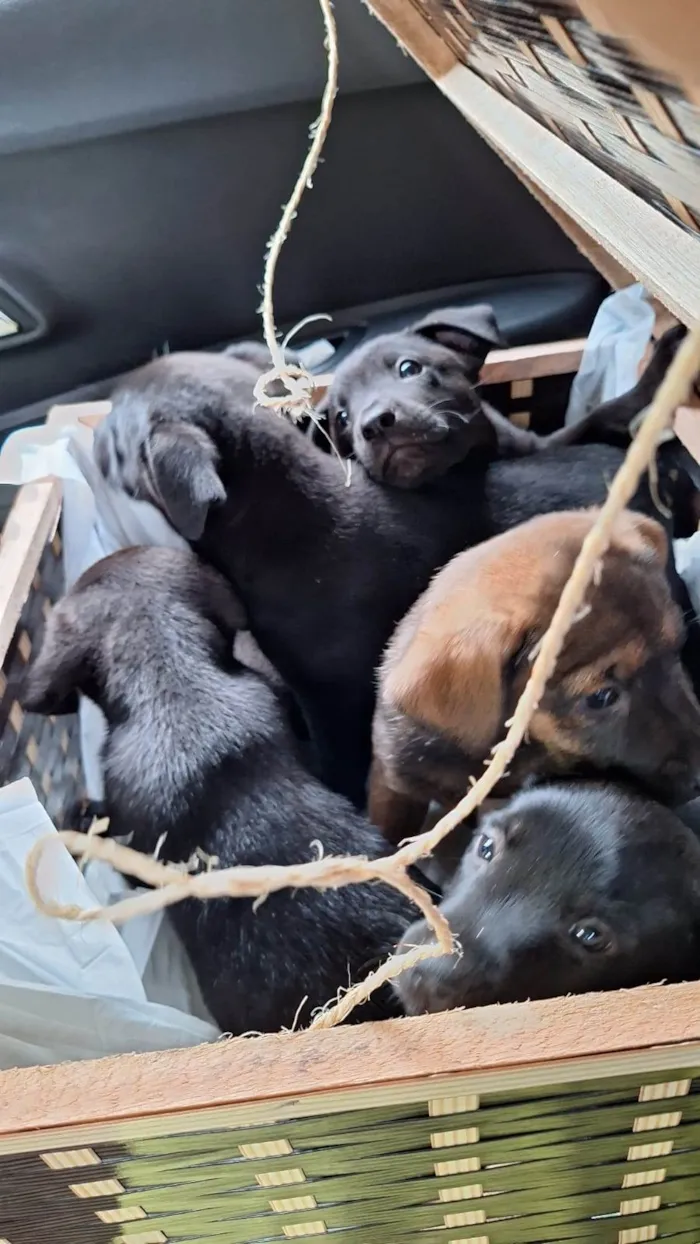 Cachorro ra a Srd idade Abaixo de 2 meses nome Filhotes resgatados para adoção 
