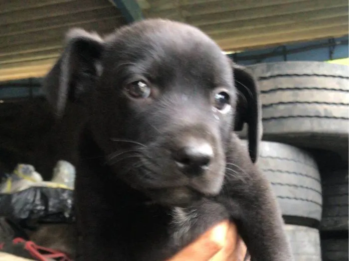 Cachorro ra a Srd idade Abaixo de 2 meses nome Filhotes resgatados para adoção 