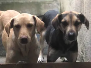 Cachorro raça Ambos labrador idade 6 ou mais anos nome Betoven belinha