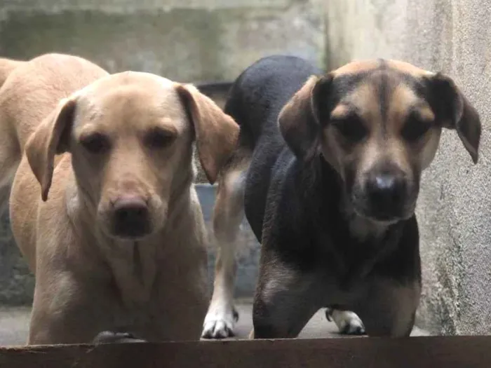 Cachorro ra a Ambos labrador idade 6 ou mais anos nome Betoven belinha