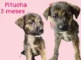 Pitucha