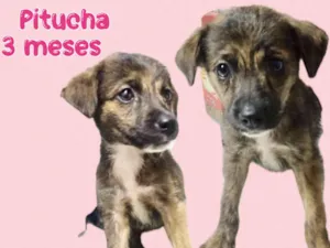 Cachorro raça Srd idade 2 a 6 meses nome Pitucha