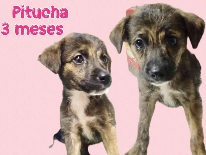 Cachorro ra a Srd idade 2 a 6 meses nome Pitucha
