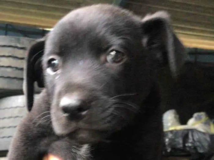 Cachorro ra a Srd idade Abaixo de 2 meses nome Filhotes resgatados para adoção 