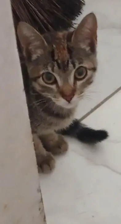 Gato ra a SRD idade 2 a 6 meses nome Cuica