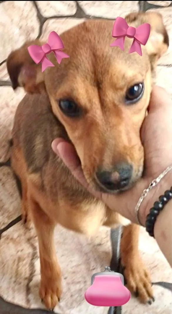 Cachorro ra a Misturada idade 7 a 11 meses nome Coraline