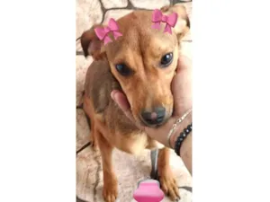 Cachorro raça Misturada idade 7 a 11 meses nome Coraline