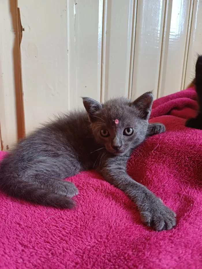 Gato ra a Russo azul idade Abaixo de 2 meses nome Russo azul adocao