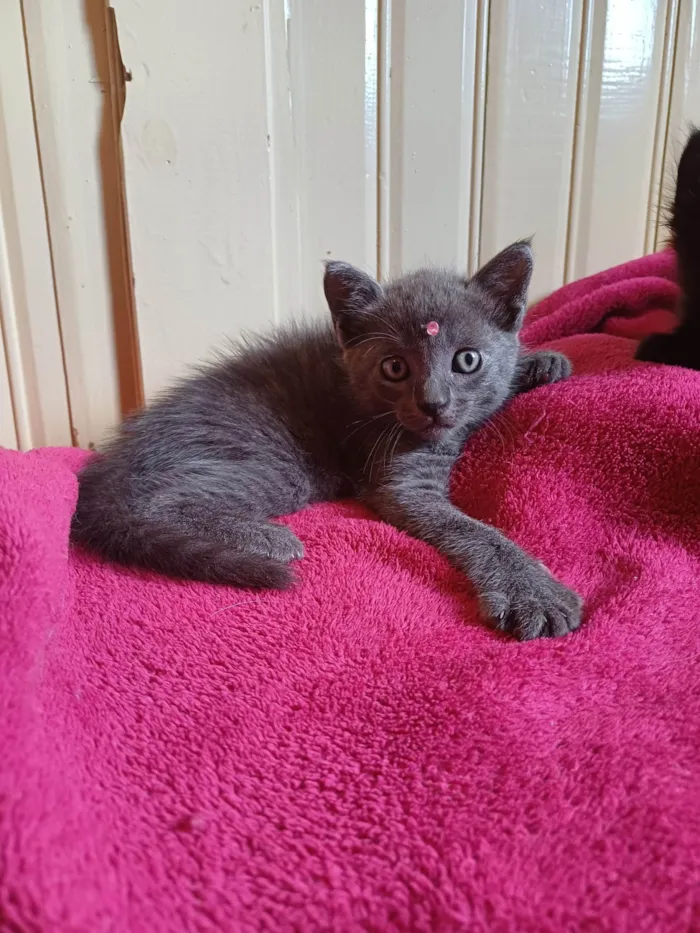 Gato ra a Russo azul idade Abaixo de 2 meses nome Russo azul adocao