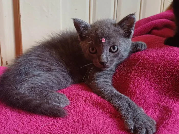 Gato ra a Russo azul idade Abaixo de 2 meses nome Russo azul adocao