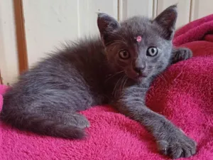 Gato raça Russo azul idade Abaixo de 2 meses nome Russo azul adocao