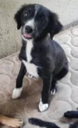 Susi