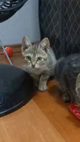 Tico e Teco
