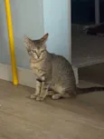 Tico e Teco