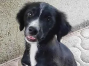 Cachorro raça SRD idade 2 a 6 meses nome Susi