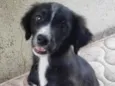 Susi