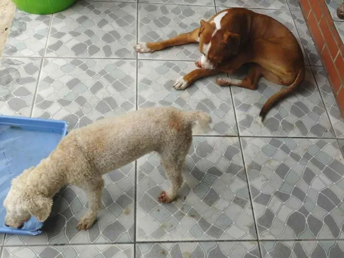 Cachorro ra a 2 Pit-Bull e uma pulldo idade 1 ano nome Madonna Ravenna e mel 