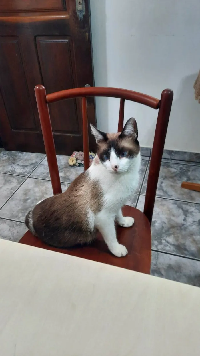 Gato ra a Ragdoll idade 3 anos nome Zazu