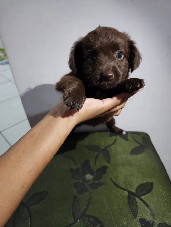 Cachorro ra a SRD-ViraLata idade Abaixo de 2 meses nome Sem nome 