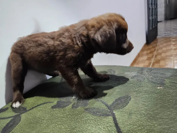 Cachorro ra a SRD-ViraLata idade Abaixo de 2 meses nome Sem nome 