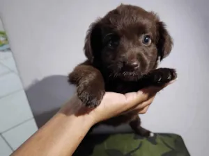 Cachorro raça SRD-ViraLata idade Abaixo de 2 meses nome Sem nome 