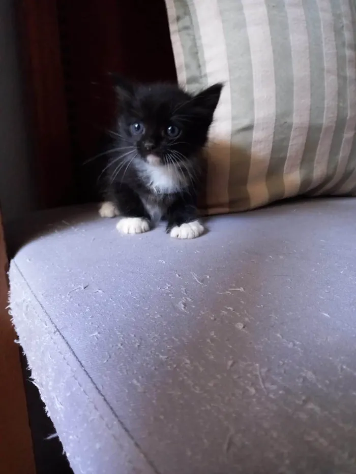 Gato ra a Nao tem idade Abaixo de 2 meses nome Venom