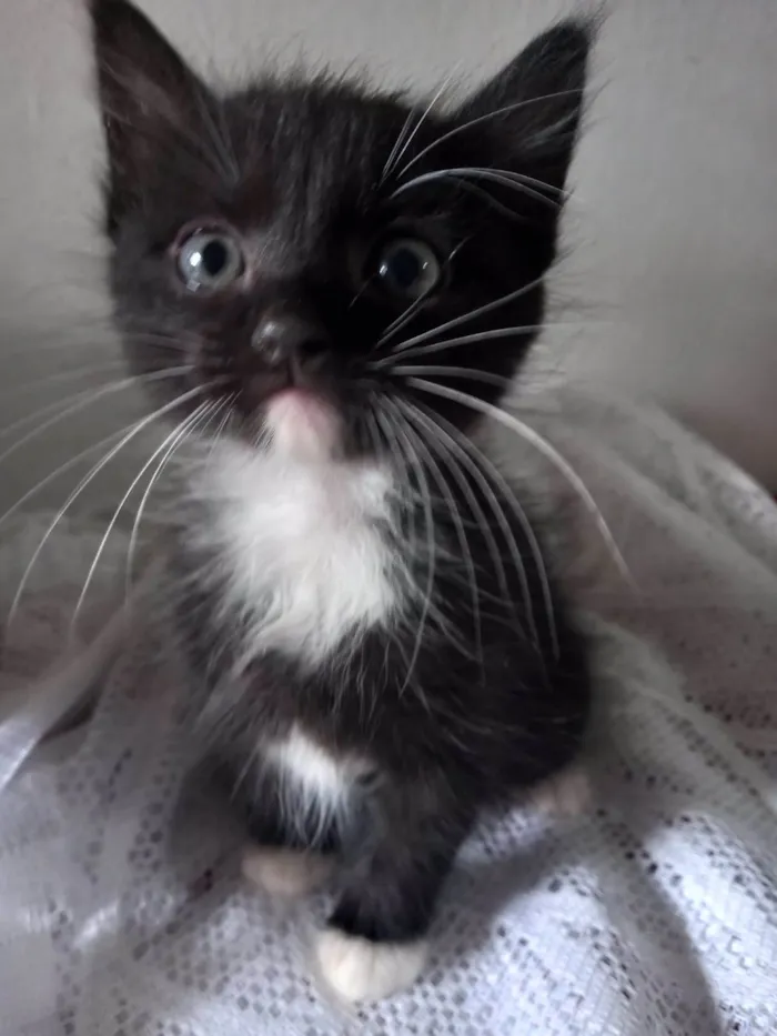 Gato ra a Nao tem idade Abaixo de 2 meses nome Venom