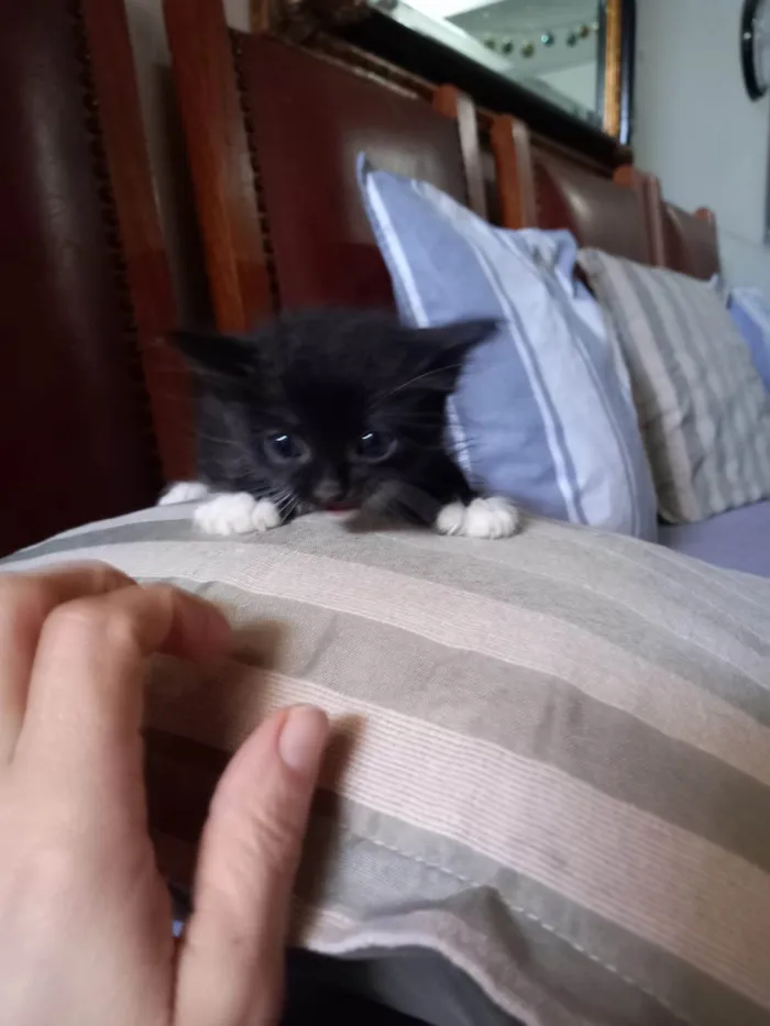 Gato ra a Nao tem idade Abaixo de 2 meses nome Venom