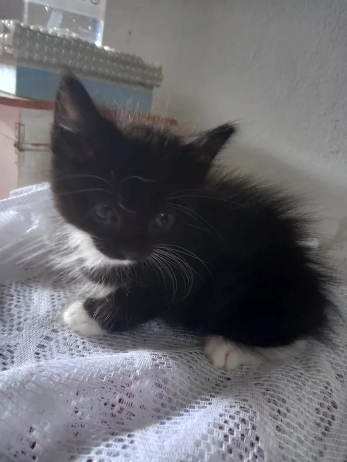 Gato ra a Nao tem idade Abaixo de 2 meses nome Venom