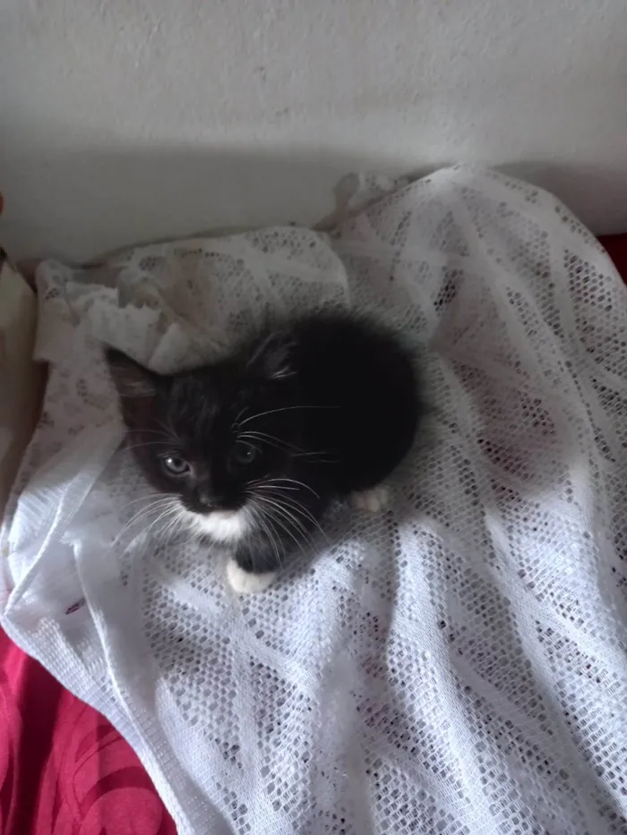 Gato ra a Nao tem idade Abaixo de 2 meses nome Venom