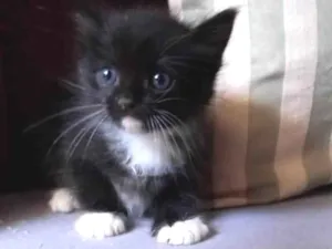 Gato raça Nao tem idade Abaixo de 2 meses nome Venom