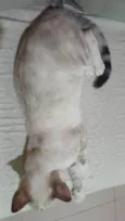 Babalu