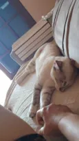 Babalu