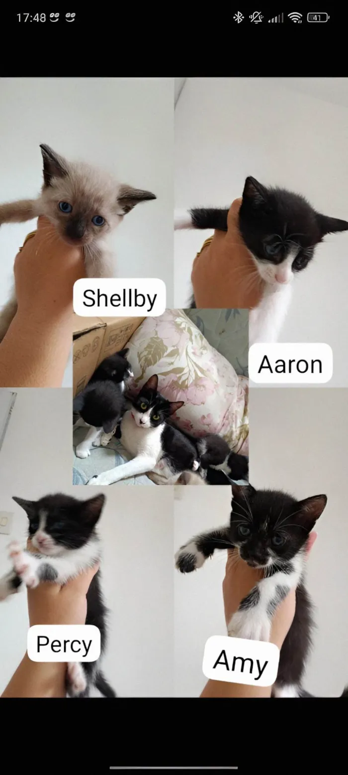 Gato ra a  idade 2 a 6 meses nome Família da Vampirinha