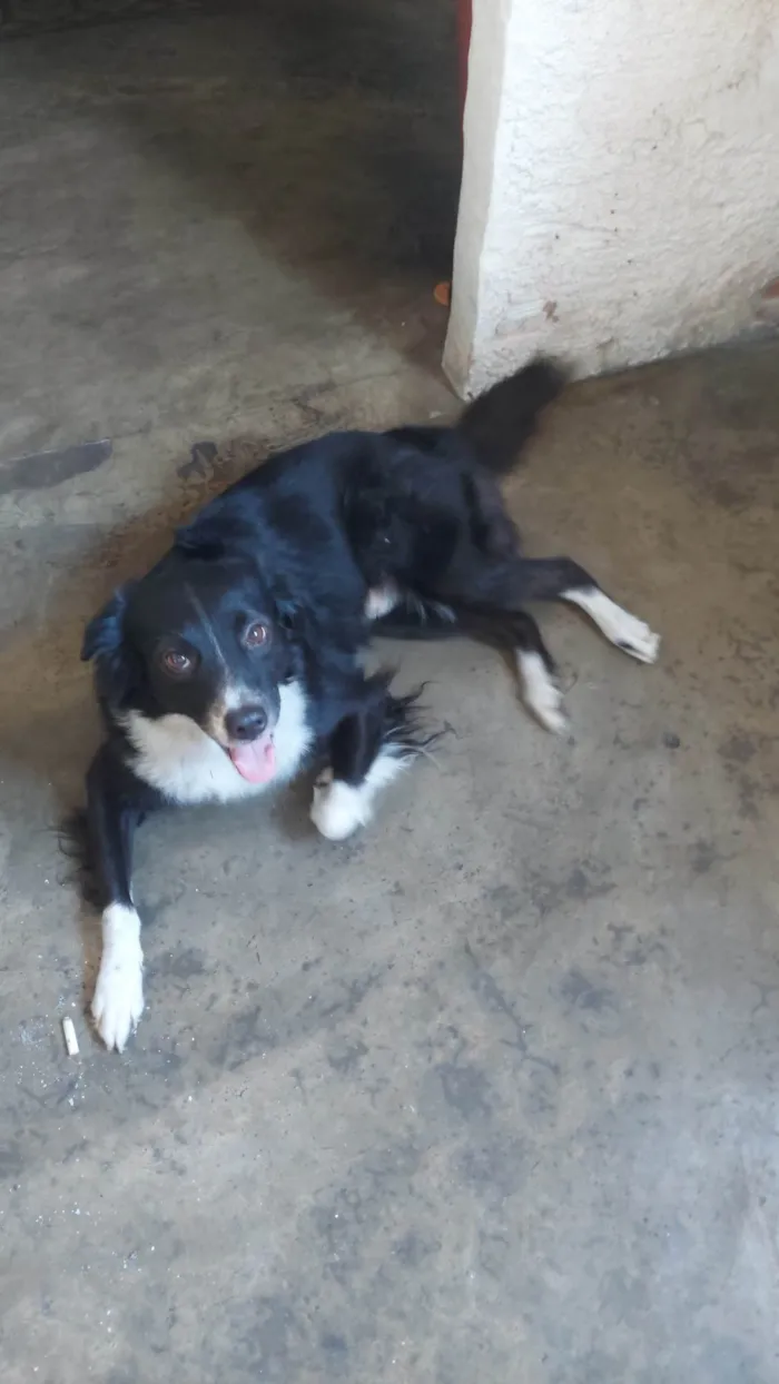 Cachorro ra a  BORDER COLLIE idade 1 ano nome toby