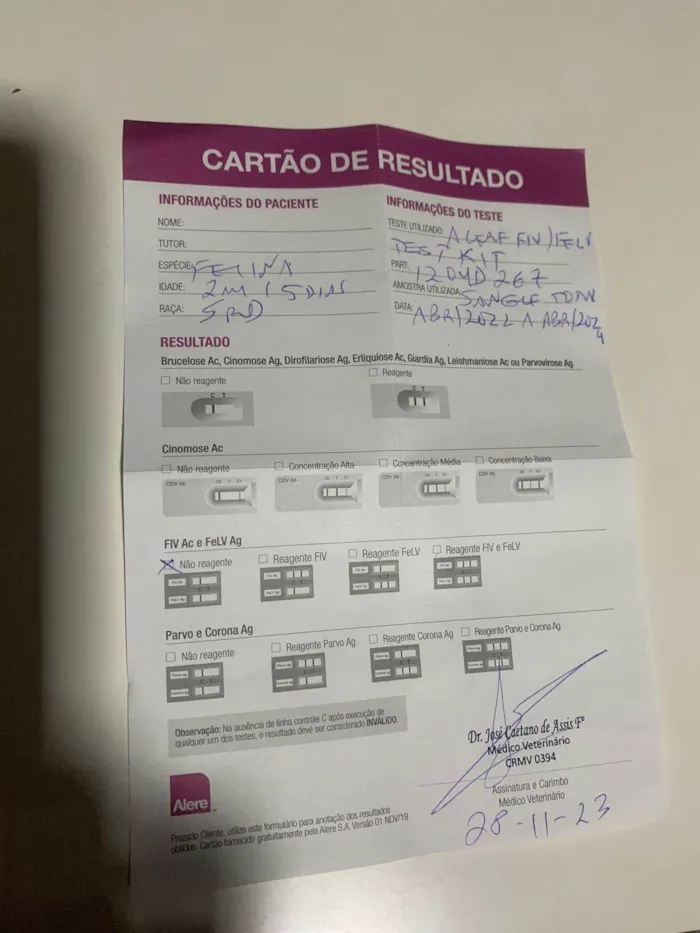 Gato ra a SRD-ViraLata idade 2 a 6 meses nome M