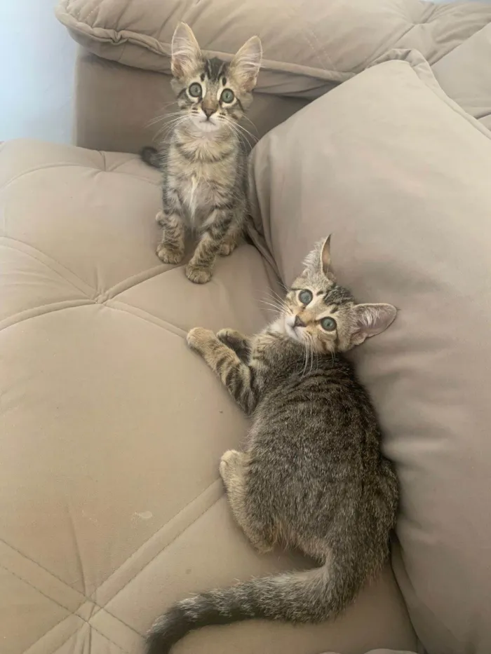 Gato ra a SRD-ViraLata idade 2 a 6 meses nome M