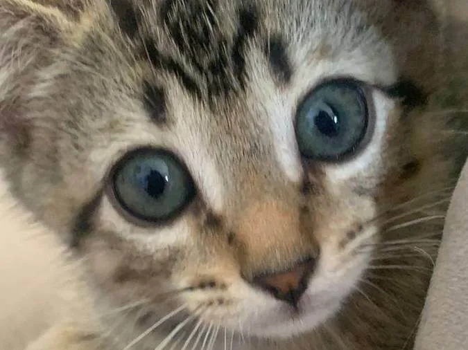 Gato ra a SRD-ViraLata idade 2 a 6 meses nome M