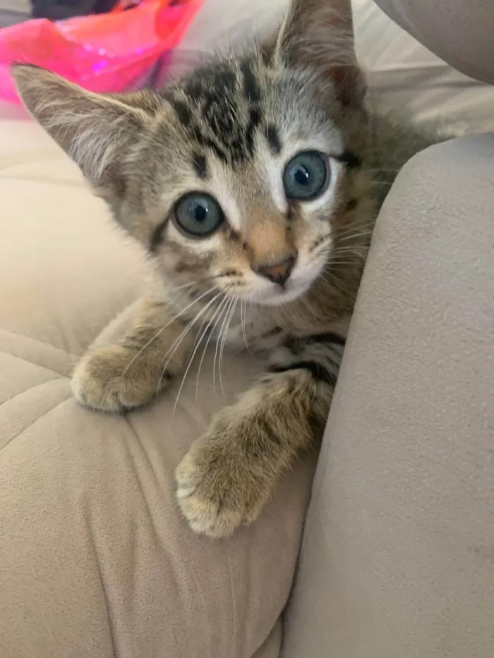 Gato ra a SRD-ViraLata idade 2 a 6 meses nome MM