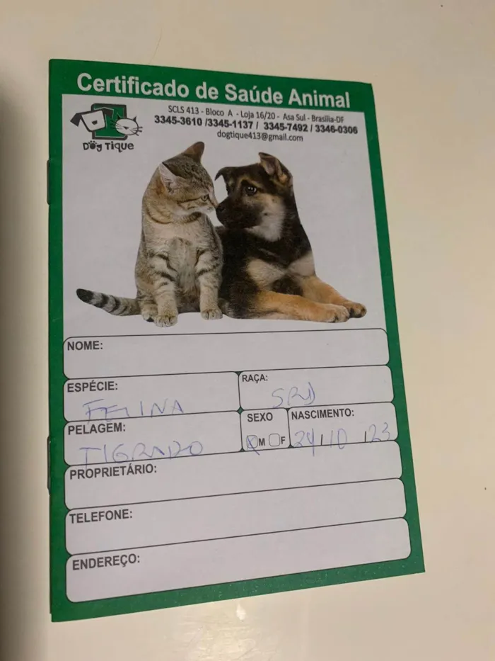 Gato ra a SRD-ViraLata idade 2 a 6 meses nome MM
