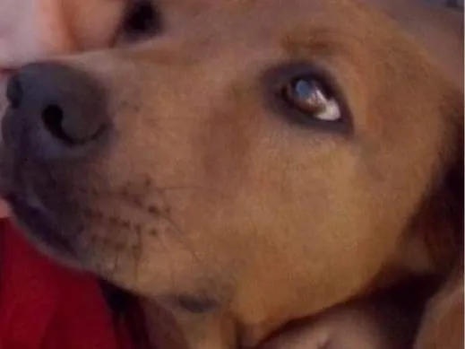 Cachorro ra a Sem raça definida  idade 6 ou mais anos nome SUSI 